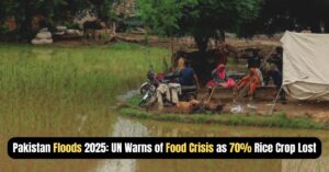 Flood-affected families in Punjab, Pakistan, sit near submerged rice fields after catastrophic rains in 2025 as UN warns of food crisis from 70% crop loss.