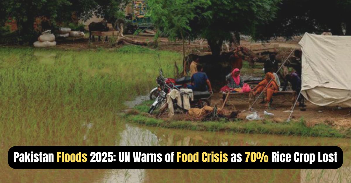 Flood-affected families in Punjab, Pakistan, sit near submerged rice fields after catastrophic rains in 2025 as UN warns of food crisis from 70% crop loss.