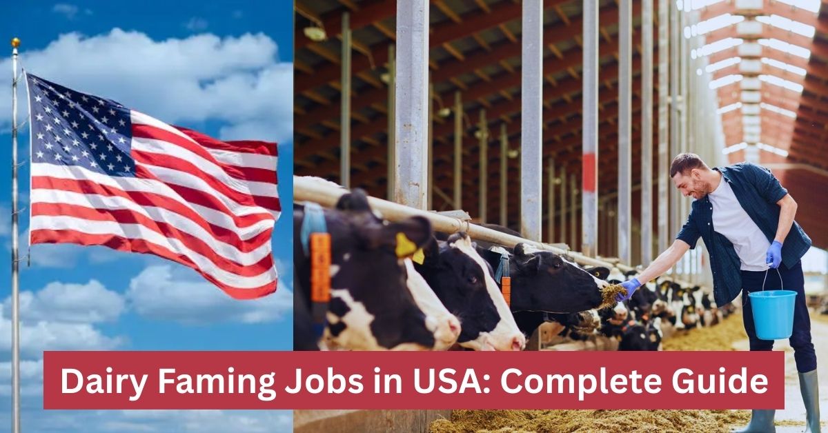 Thumbnail showing the U.S. flag and a farmer feeding dairy cows inside a barn, with text “Dairy Farming Jobs in USA: Complete Guide.” 🐄🇺🇸